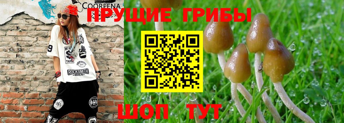Новошахтинск  Галлюциногенные грибы MAGIC MUSHROOMS  Галлюциногенные грибы прущие грибы  Вход с VPN 